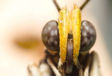 Butterfly Eyes. Macro photography of butterfly. Big black eyes. Extreme sharp portrait. Isolated on Yellow bacground.の写真素材