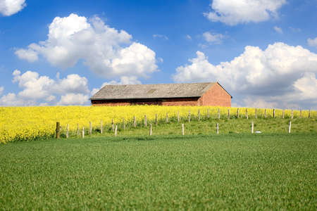 Yellow flowers and Green grass against the cottage. Beautiful alpine meadow in bloom with blockhouse and blue skyの写真素材