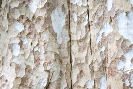Embossed texture of the brown bark of Of tropical trees