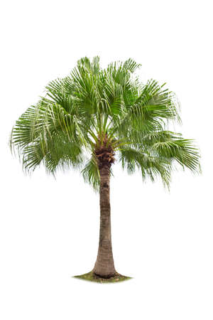 isolated big palm tree on White Background.  A beautiful trees from Thailand , Suitable for use in architectural designの写真素材