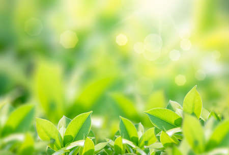 Closeup nature view of green leaf on blurred greenery background in garden with copy space using as background natural green plants landscape, ecology, fresh wallpaper concept.の写真素材