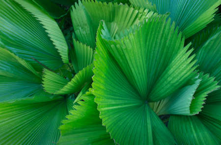 Tropical palm leaves, tropical leaf, large foliage, abstract green texture, nature background