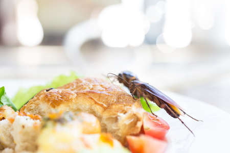 The problem in the house because of cockroaches living in the kitchen. Cockroach eating whole wheat bread on white background(Isolated background). Cockroaches are carriers of the disease.の写真素材