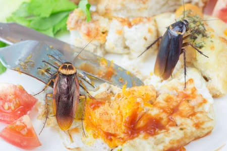 The problem in the house because of cockroaches living in the kitchen. Cockroach eating whole wheat bread on white background(Isolated background). Cockroaches are carriers of the disease.の写真素材