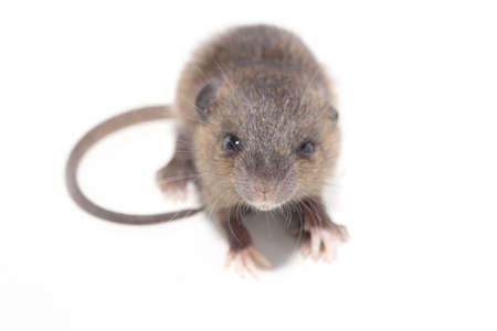 Rat isolated on white background. closeup young fluffy rat (Rattus norvegicus)