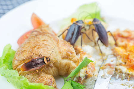 The problem in the house because of cockroaches living in the kitchen. Cockroach eating whole wheat bread on white background(Isolated background). Cockroaches are carriers of the disease.の写真素材