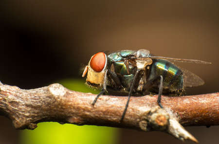 insect fly macro photography.