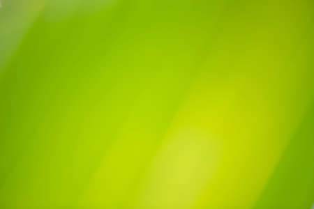 Beautiful pattern coconut leaves blur background in garden with copy space using as background...