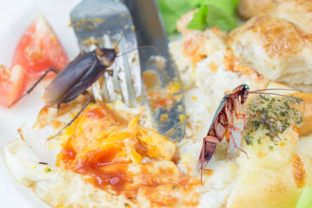 The problem in the house because of cockroaches living in the kitchen. Cockroach eating whole wheat bread on white background(Isolated background). Cockroaches are carriers of the disease.の写真素材