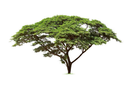 isolated big tree on White Background. tropical trees isolated used for design, advertising and architectureの写真素材