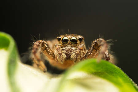 Super macro image of Jumping spider (Salticidae), High magnification, Good sharpen and detailed, eye...