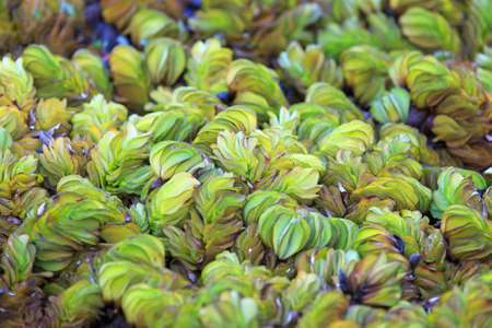 Salvinia natans, Giant salvinia, Water fern, Floating fern with fresh morning dew, natural green...