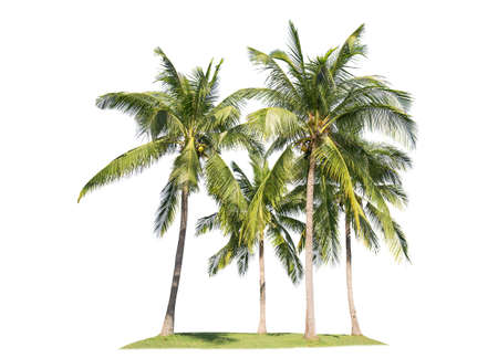 Line up of Coconut trees isolated on white background. View of a High definition.の写真素材