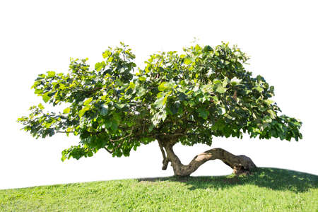 isolated big tree on White Background. tropical trees isolated used for design, advertising and architectureの写真素材