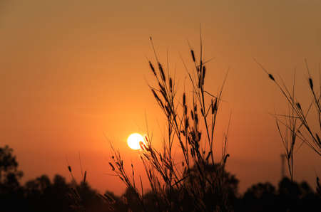 Beautiful scene with waving wild grass on a sunset. Shot with lens flareの写真素材
