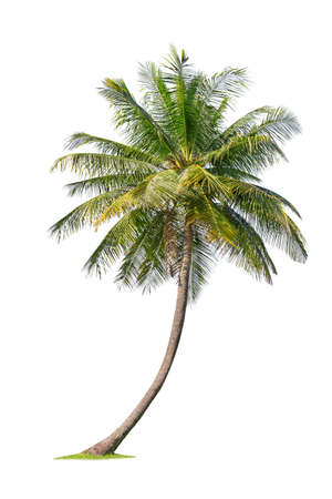 Isolated coconut tree on white background Low-cost coconut trees are the economic crops of Thailand, which the Thai people call coconut perfume.の写真素材