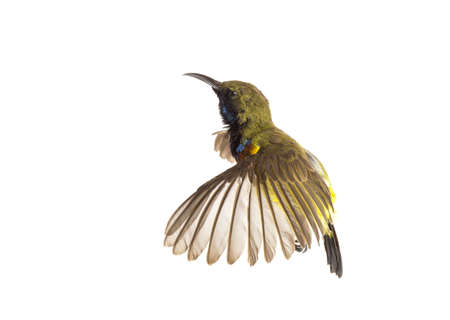 Olive-backed sunbird who are spreading their wings Yellow-bellied sunbird; isolate on White Backgroundの写真素材