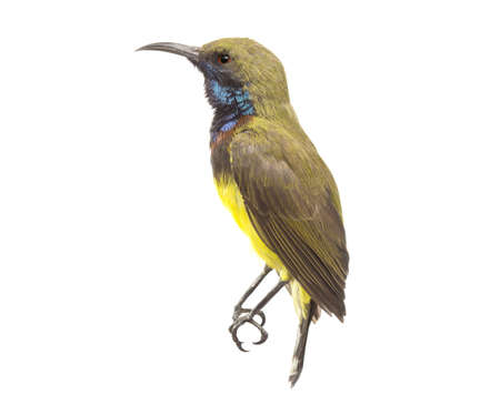 Olive-backed sunbird, Yellow-bellied sunbird; isolate on White Backgroundの写真素材