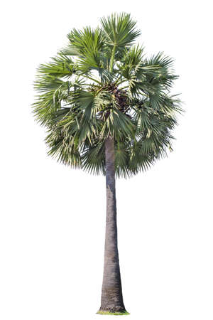isolated big palm tree on White Background.Large palm trees database Botanical garden organization elements of Asian nature in Thailand,の写真素材