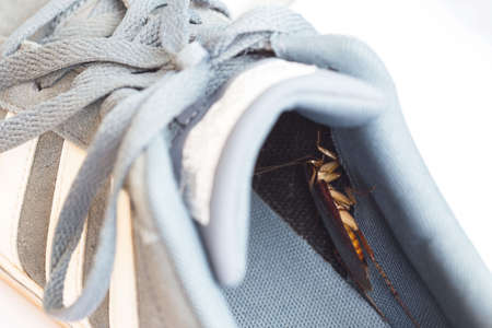 Cockroach live on the shoes. selective focus,  Cockroaches are carriers of disease.