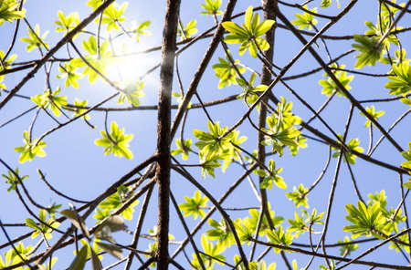 green leaves freshness at spring season and sun on blue sky. view from ground on top