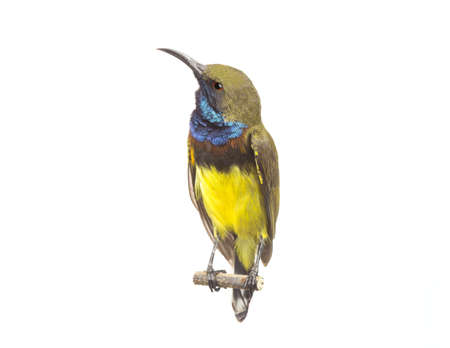 Beautiful Bird (Olive-backed Sunbird) isolate on White Background.の写真素材
