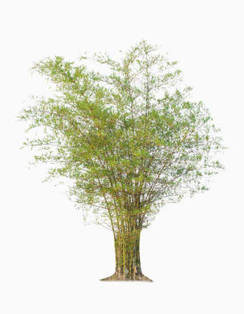 Bamboo. Isolated tree on white background. Images of high resolution bamboo tree for design or graphic workの写真素材