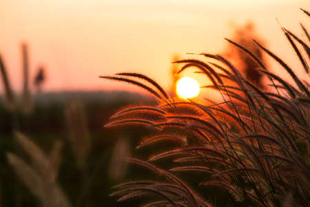 Beautiful scene with waving wild grass on a sunset. Shot with lens flareの写真素材