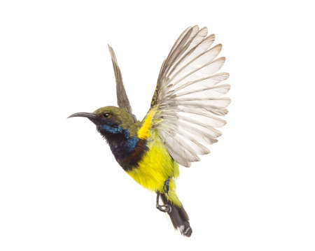 Beautiful flying Bird (Olive-backed Sunbird) isolate on White Background.の写真素材