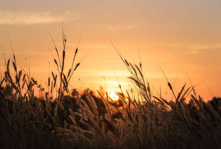 Beautiful scene with waving wild grass on a sunset. Shot with lens flareの写真素材