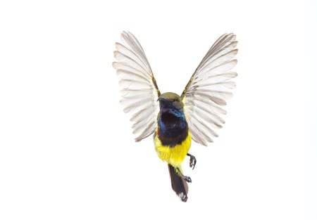 Beautiful flying Bird (Olive-backed Sunbird) isolate on White Background.の写真素材