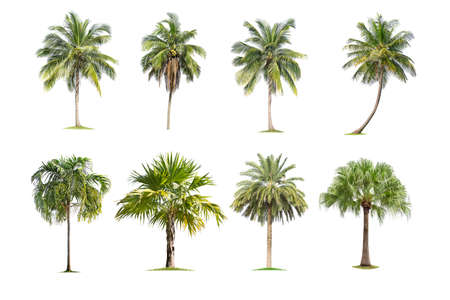 Coconut and palm trees Isolated tree on white background , The collection of trees.Large trees are growing in summer, making the trunk big.の写真素材