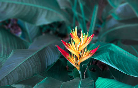 colorful flower on dark tropical foliage nature background. tropical leaf texture,の写真素材