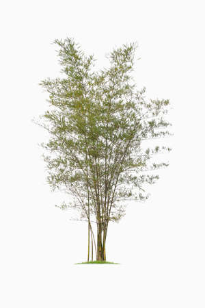 Bamboo. Isolated tree on white background. Images of high resolution bamboo tree for design or graphic workの写真素材
