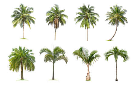Coconut and palm trees Isolated tree on white background , The collection of trees.Large trees are growing in summer, making the trunk big.の写真素材