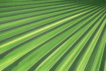 Palm leaves texture with shadow. Lines and textures of Green Palm leavesの写真素材