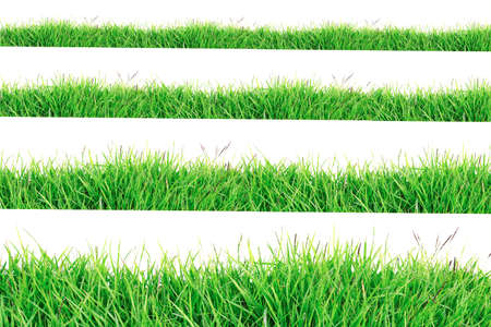 Green Grass Border isolated on white background.The collection of grass.(Manila Grass)The grass is native to Thailand is very popular in the front yard.の写真素材