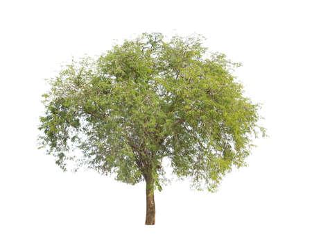 isolated big tree on White Background. tropical trees isolated used for design, advertising and architectureの写真素材