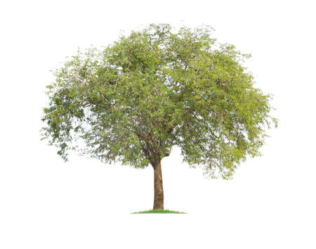 isolated big tree on White Background. tropical trees isolated used for design, advertising and architectureの写真素材
