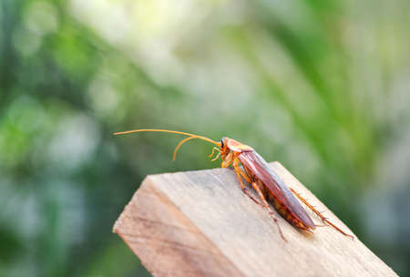 Cockroach on wooden, nature blurred background. Space for text input or advertising work for the...