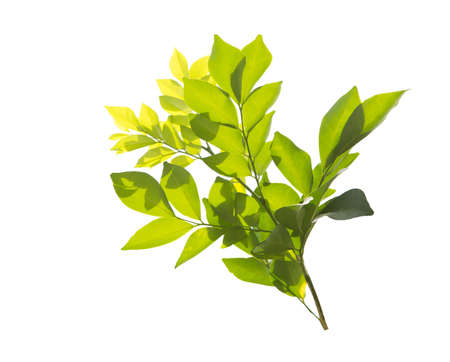 Green leaves, sunlight, reflection. Creative tropical green leaves layout. Nature spring concept and Summer.の写真素材