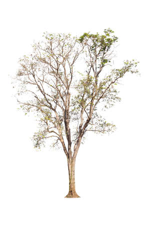 isolated big tree on White Background. tropical trees isolated used for design, advertising and architectureの写真素材
