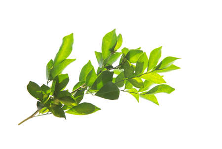 Green leaves, sunlight, reflection isolated on White Background. Creative tropical green leaves layout. Nature spring concept and Summer.の写真素材