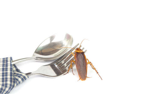 Cockroaches caught on a spoon on a tableware isolated on White Background. The concept of home invasive pest control and cockroach protection.の写真素材