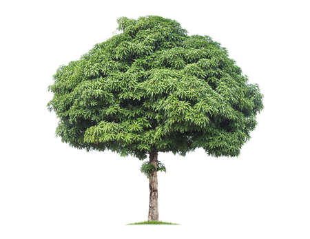 isolated Mango tree isolated on White Background. tropical trees isolated used for design, advertising and architectureの写真素材