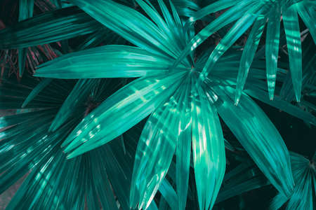 Tropical palm leaves on dark background, nature summer forest plant concept.の写真素材