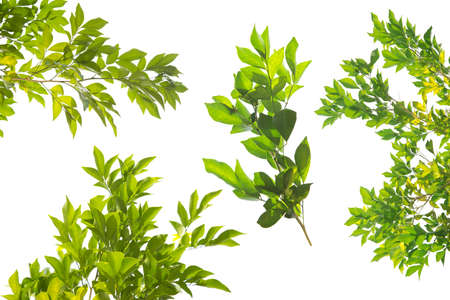 Green leaves, sunlight, reflection isolated on White Background. Leaf collection , Creative tropical green leaves layout. Nature spring concept and Summer.の写真素材