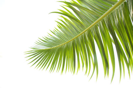 Green leaves of palm tree isolated on white background. Dark green palm leaves, species with thorns