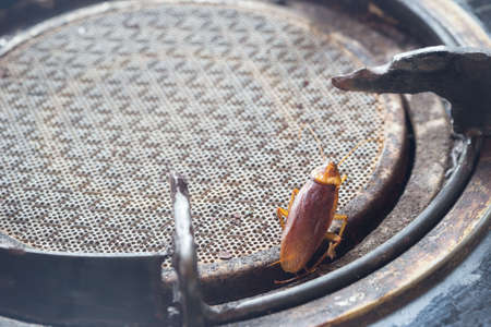 The problem in the house because of cockroaches living in the kitchen.Cockroach eating whole wheat bread.Cockroaches are carriers of the disease.kitchen.Cockroaches are carriers of the disease.の写真素材