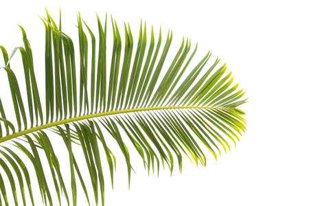 Green leaves of palm tree isolated on white background. Dark green palm leaves, species with thornsの写真素材